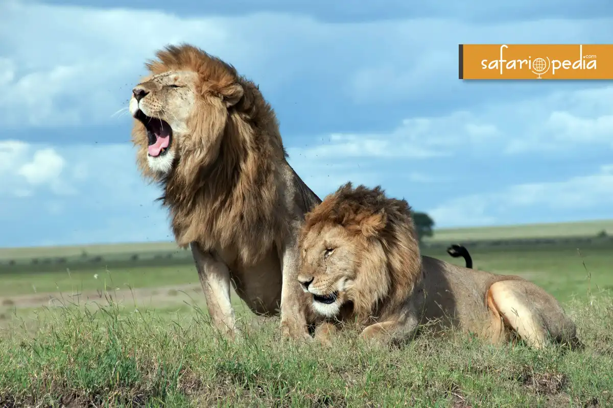 King of the Savannah 10 Must Visit Places for Lion Safaris blog cover image